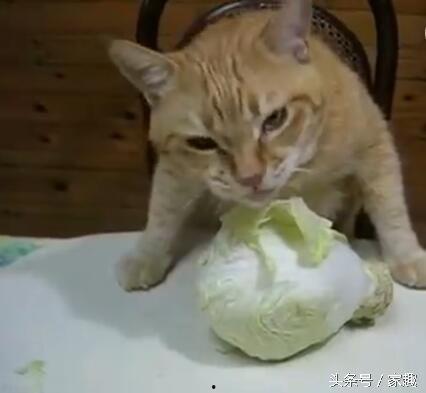 爱吃的小猫被爆料视频是真的吗,爱吃小猫爆料视频真实性揭秘